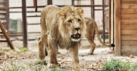 З "Екопарку" у Харкові вивезли двох левів, ягуара та пантеру